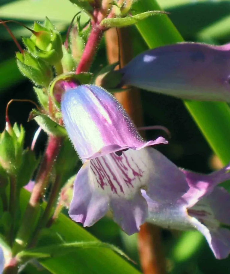 Penstemon ‘Evelyn’ (Penstemon 'Evelyn') – plant photo