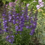 Penstemon 'Sour Grapes' – fotografia rastliny