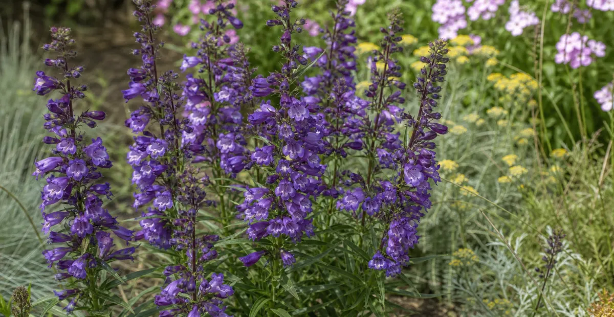 Penstemon 'Sour Grapes' – plant photo