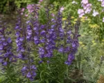 Penstemon ‘Sour Grapes’