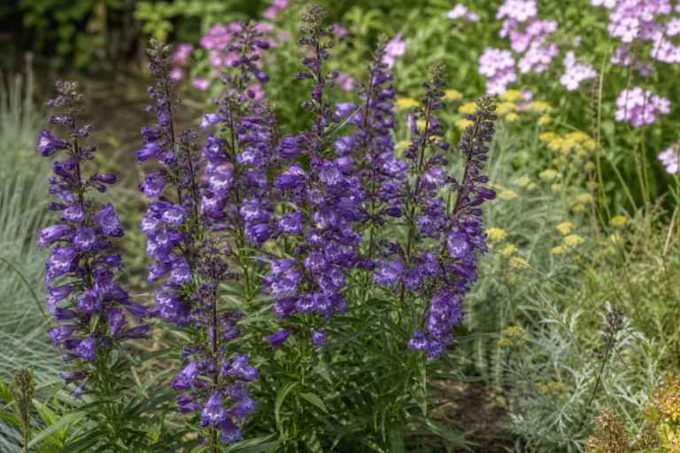 Penstemon 'Sour Grapes'