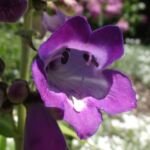 Penstemon 'Stapleford Gem' – Pflanzenfoto