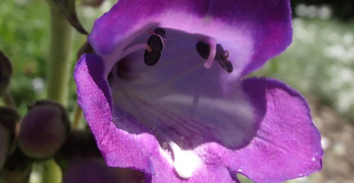 Penstemon 'Stapleford Gem' – plant photo