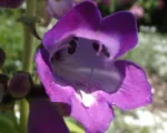 Penstemon ‘Stapleford Gem’