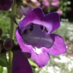 Penstemon ‘Stapleford Gem’ (Penstemon 'Stapleford Gem') – plant photo