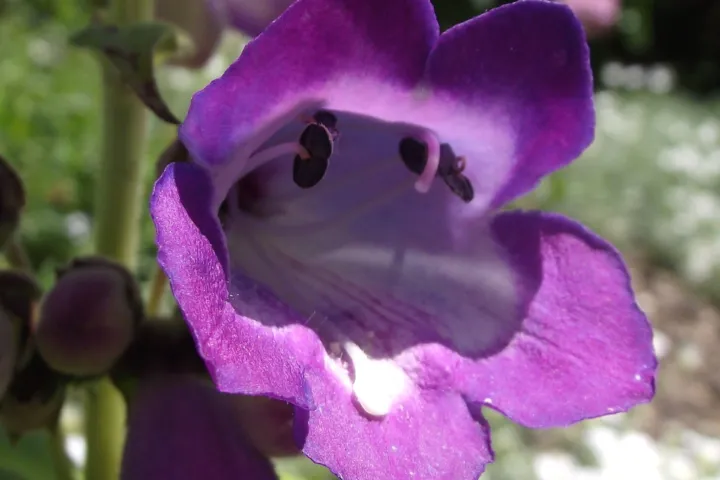 Penstemon 'Stapleford Gem'