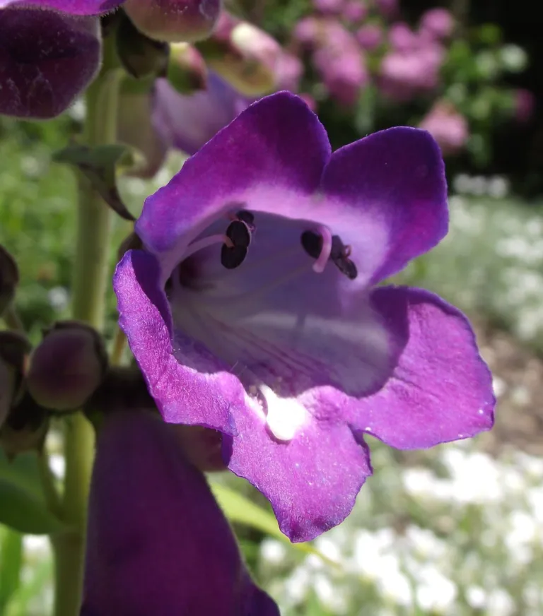 Penstemon 'Stapleford Gem'