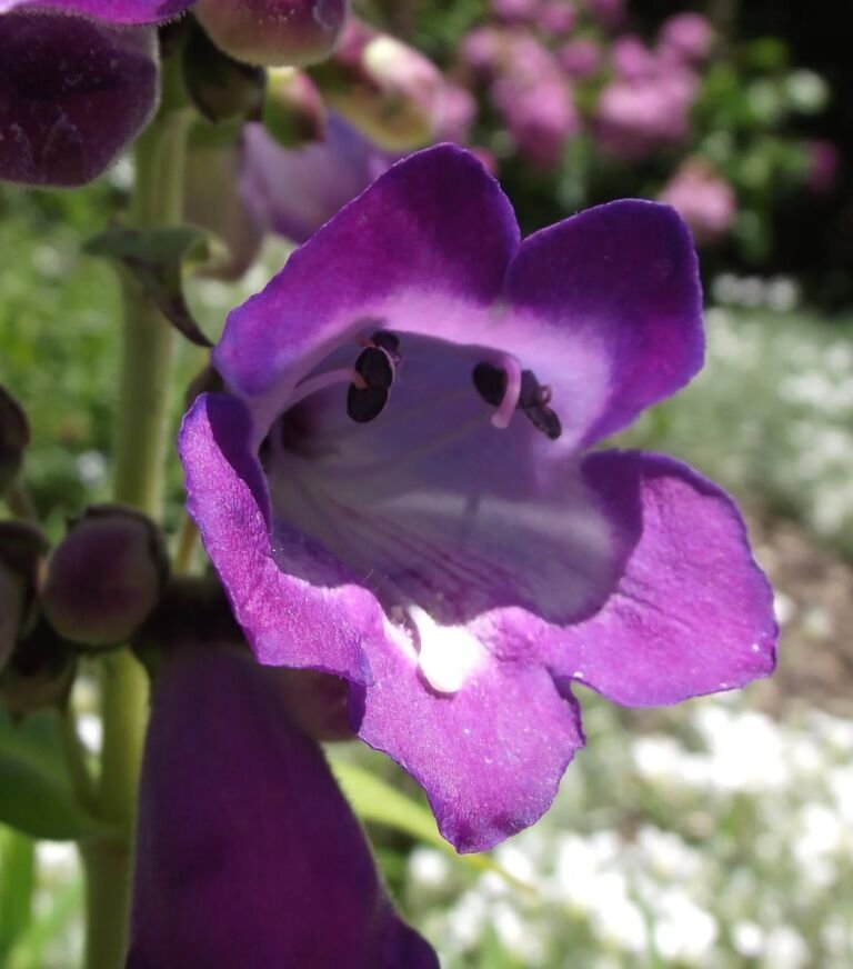 Penstemon 'Stapleford Gem'