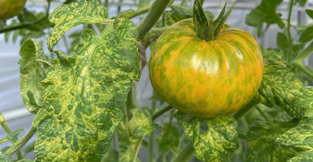 Pepino mosaic virus