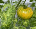 Pepino mosaic virus