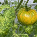 Pepino mosaic virus