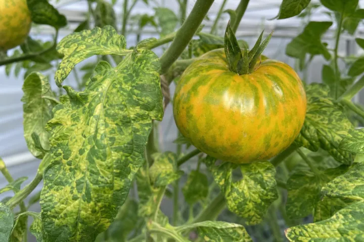 Pepino mosaic virus