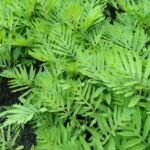 Perlfarn (Onoclea sensibilis) – Pflanzenfoto