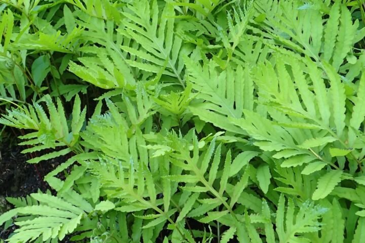 Onoclea sensibilis