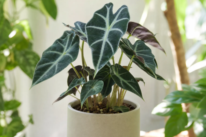 Alocasia 'Bambino'