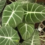 Pfeilblatt 'Black Velvet' (Alocasia 'Black Velvet') – Pflanzenfoto