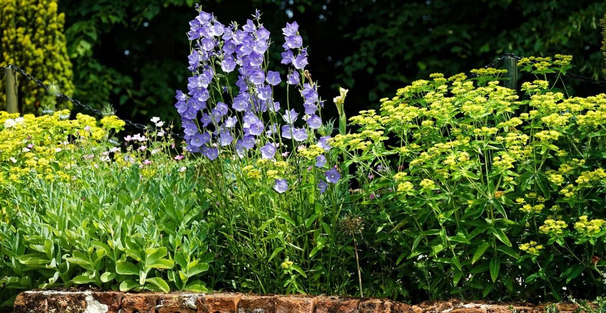 Pfirsichblättrige Glockenblume (Campanula persicifolia) – Pflanzenfoto