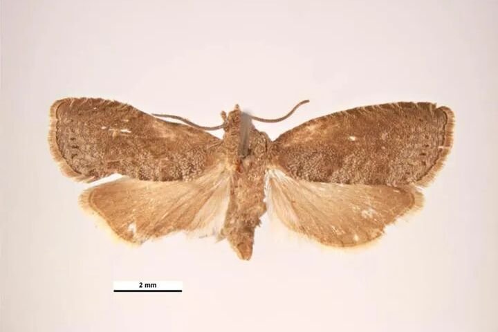 Pfirsichtriebwickler