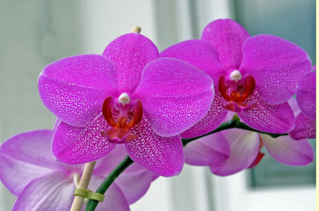 Phalaenopsis amabilis – (Phalaenopsis amabilis) – typisches Erscheinungsbild, Pflanzenfoto