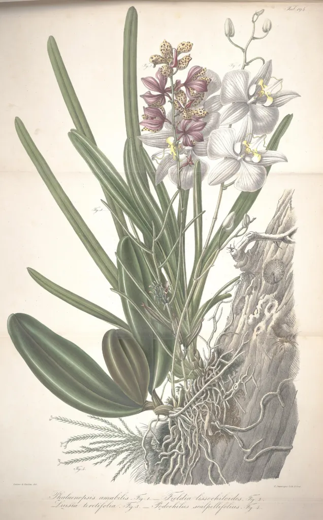 Phalaenopsis amabilis – (Phalaenopsis amabilis) – typisches Erscheinungsbild, Pflanzenfoto