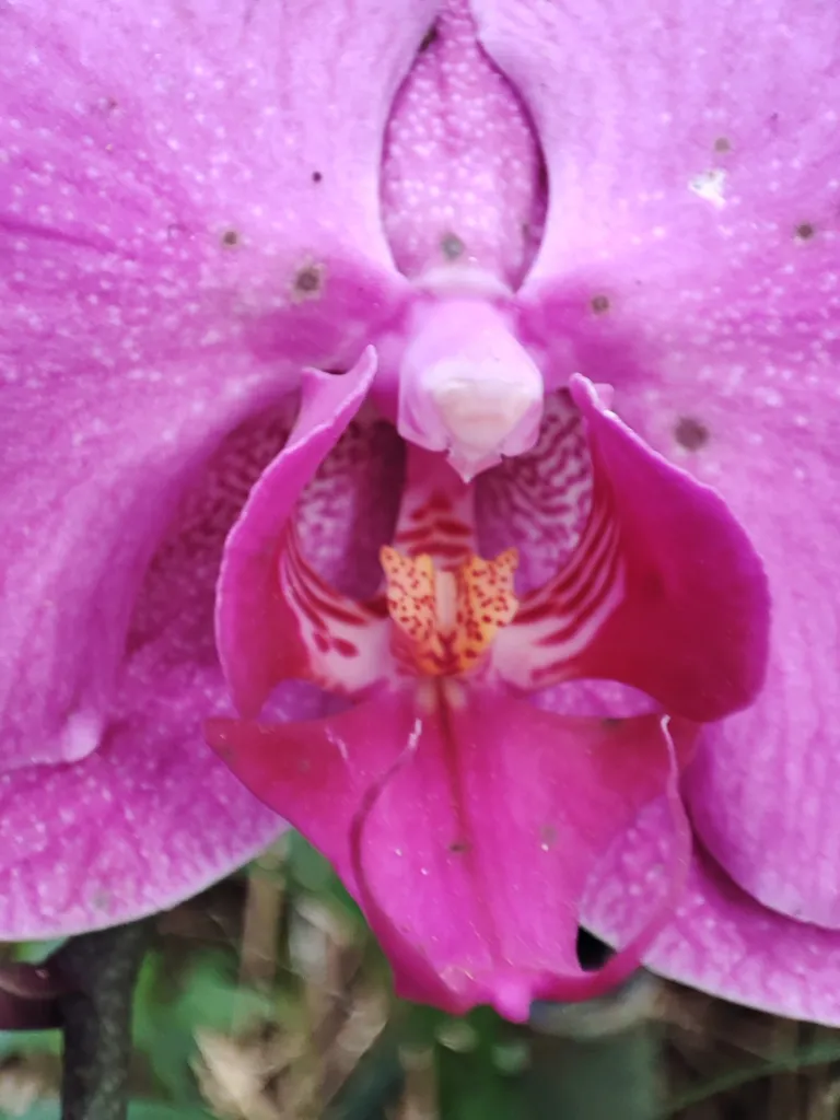 Phalaenopsis amabilis – (Phalaenopsis amabilis) – typisches Erscheinungsbild, Pflanzenfoto
