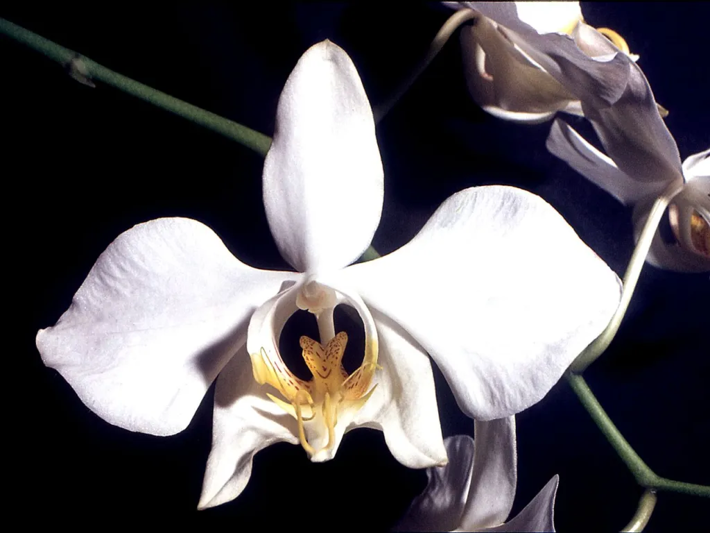 Phalaenopsis amabilis – (Phalaenopsis amabilis) – Blüten in Nahaufnahme, Pflanzenfoto