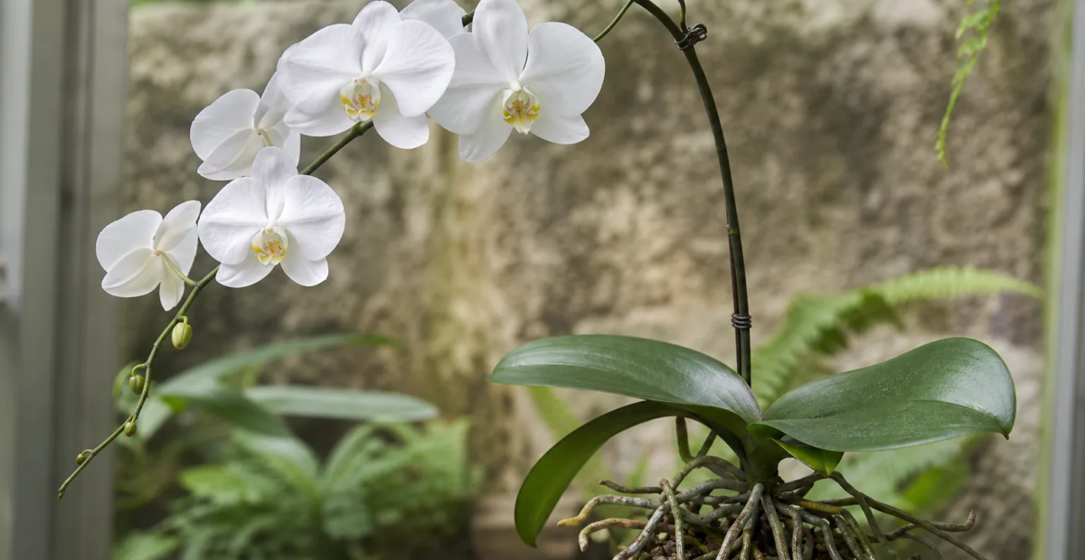 Phalaenopsis amabilis – Pflanzenfoto