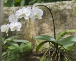 Phalaenopsis amabilis – Pflege