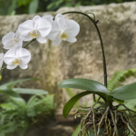 Phalaenopsis amabilis – (Phalaenopsis amabilis) – Pflanzenfoto