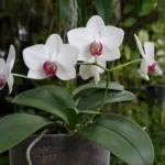 Phalaenopsis aphrodite care guide (Phalaenopsis aphrodite) – plant photo