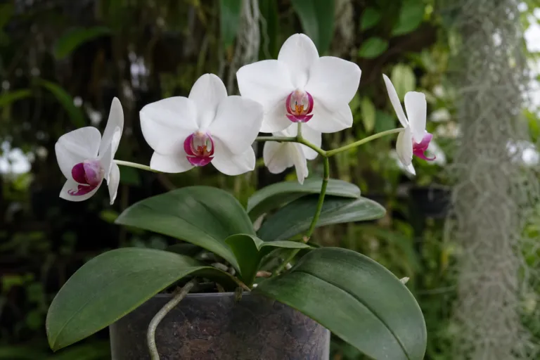 Phalaenopsis aphrodite
