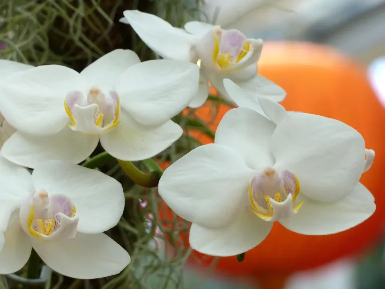 Phalaenopsis aphrodite care guide (Phalaenopsis aphrodite) – in a garden setting, plant photo