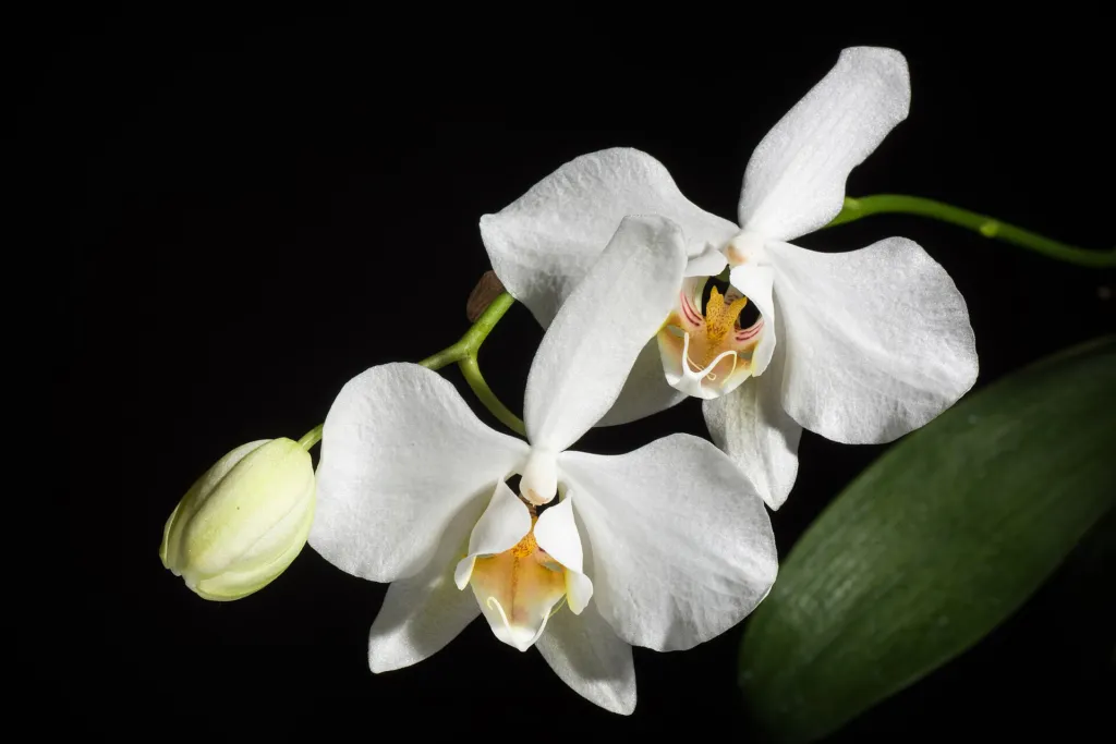Phalaenopsis aphrodite – pestovanie a (Phalaenopsis aphrodite) – v záhrade, fotografia rastliny