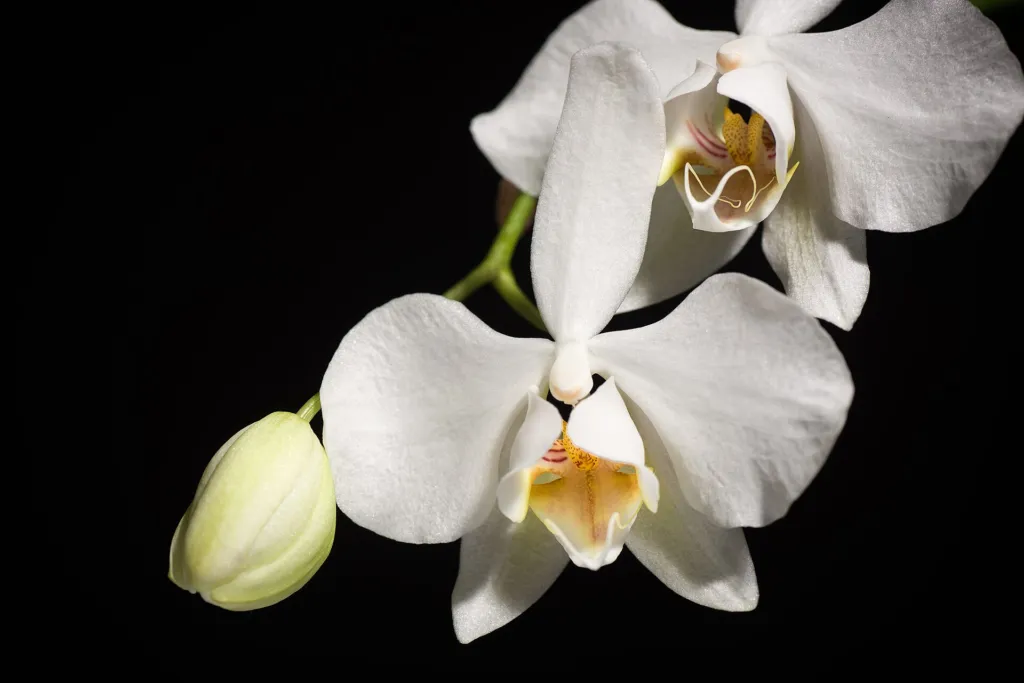 Phalaenopsis aphrodite – pestovanie a (Phalaenopsis aphrodite) – v záhrade, fotografia rastliny