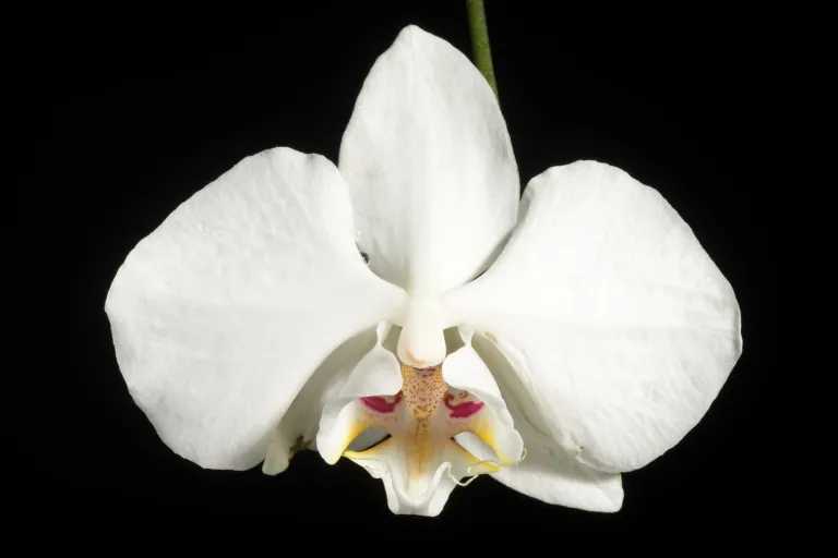 Phalaenopsis aphrodite care guide (Phalaenopsis aphrodite) – in a garden setting, plant photo
