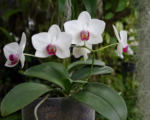 Phalaenopsis aphrodite – pestovanie a starostlivosť