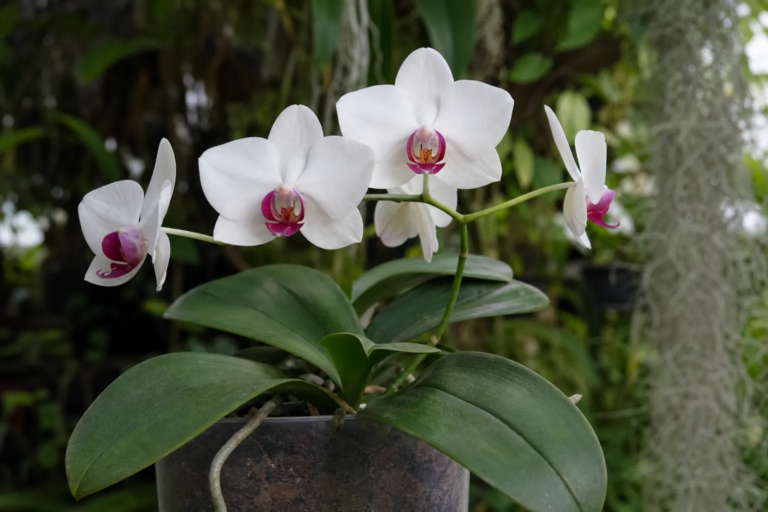 Phalaenopsis aphrodite