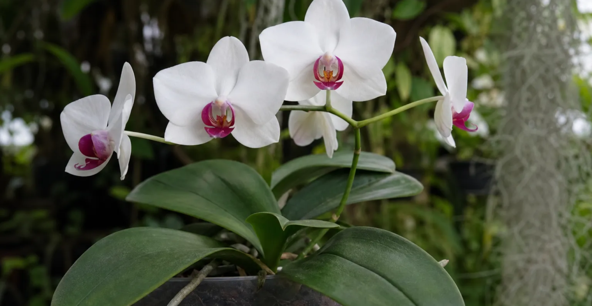 Phalaenopsis aphrodite – Pflanzenfoto