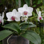 Phalaenopsis aphrodite – (Phalaenopsis aphrodite) – Pflanzenfoto