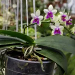 Phalaenopsis bellina care guide (Phalaenopsis bellina) – plant photo