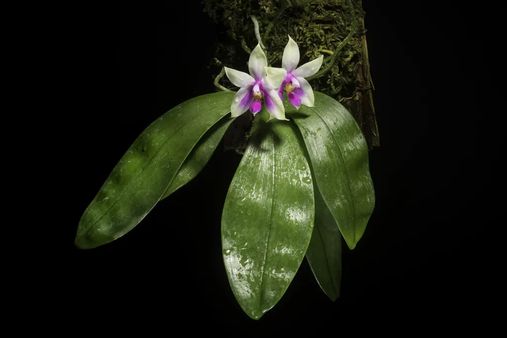 Phalaenopsis bellina care guide (Phalaenopsis bellina) – characteristic appearance, plant photo