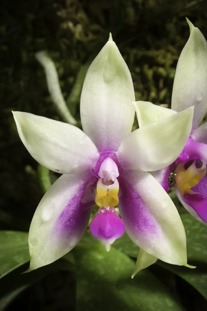 Phalaenopsis bellina care guide (Phalaenopsis bellina) – characteristic appearance, plant photo