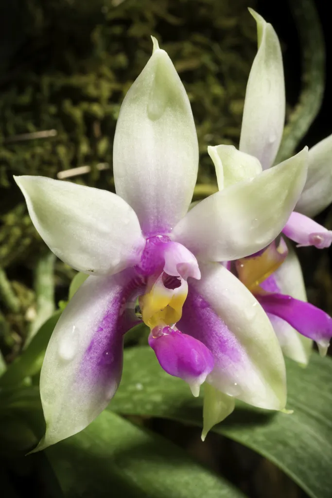 Phalaenopsis bellina care guide (Phalaenopsis bellina) – characteristic appearance, plant photo