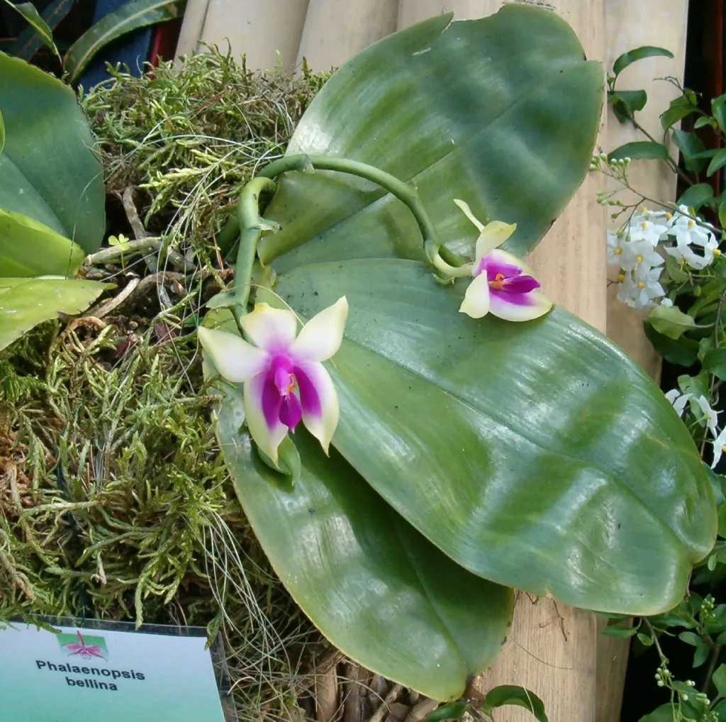 Phalaenopsis bellina care guide (Phalaenopsis bellina) – flowers in close-up, plant photo