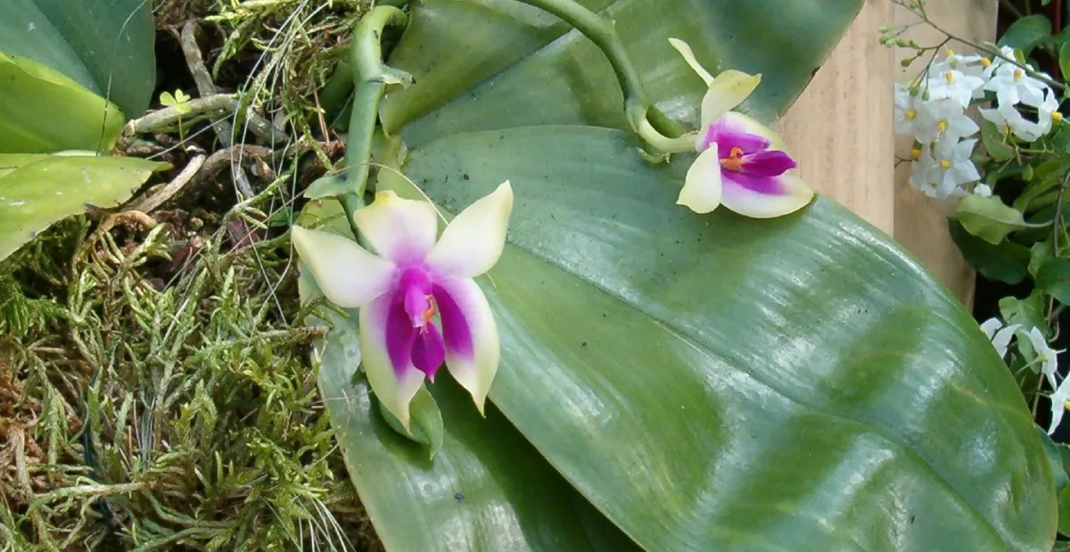 Phalaenopsis bellina – plant photo