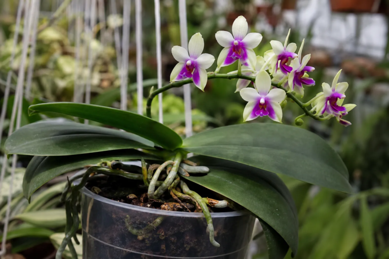 Phalaenopsis bellina