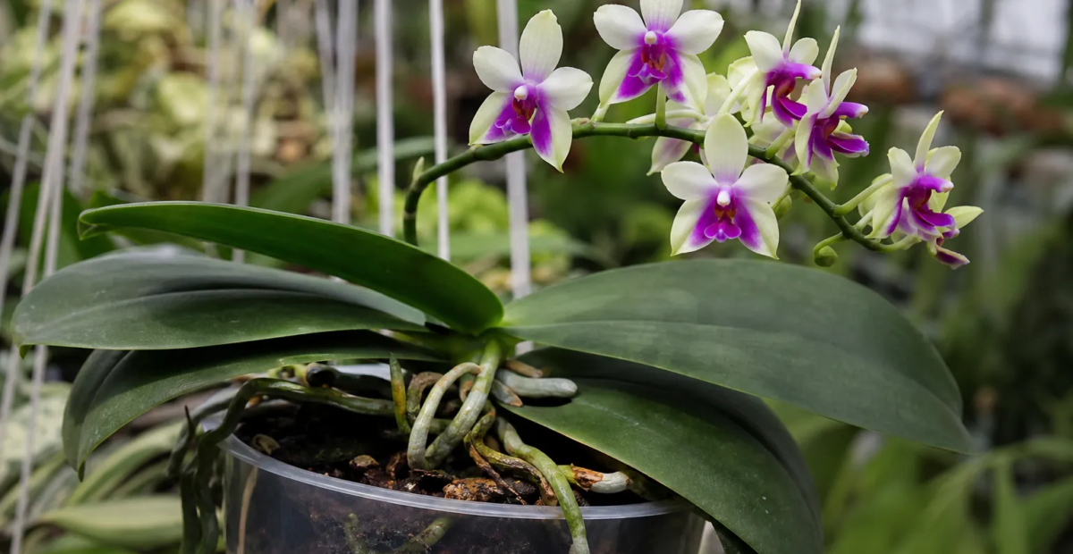 Phalaenopsis bellina – Pflanzenfoto