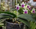 Phalaenopsis bellina – Pflege