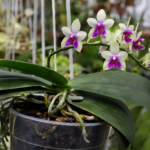 Phalaenopsis bellina – (Phalaenopsis bellina) – Pflanzenfoto