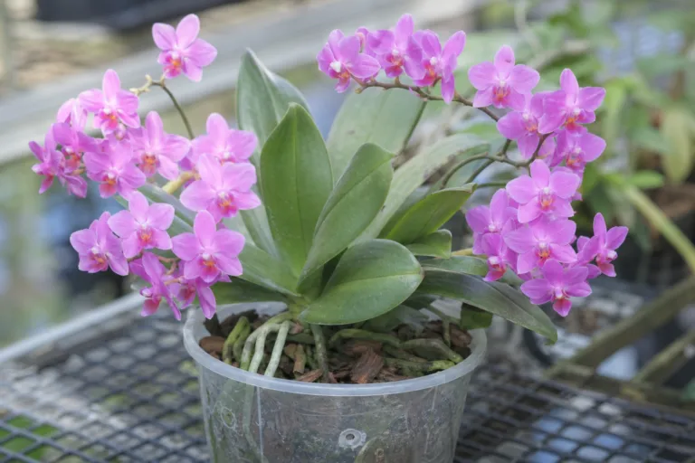 Phalaenopsis equestris